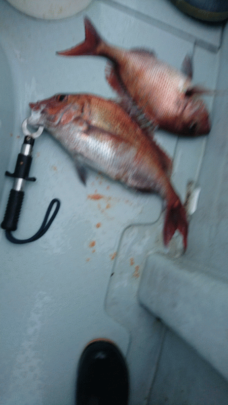 遊漁船ブルーウッズ 釣果