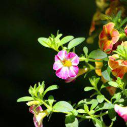 小菅トラウトガーデン 釣果