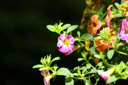 小菅トラウトガーデン 釣果