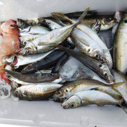 海晴丸 釣果