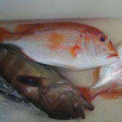 遊漁船 新鋭丸 釣果