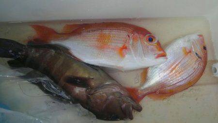 遊漁船 新鋭丸 釣果