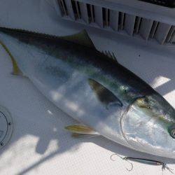 BlueNote Fishing Taxi 釣果