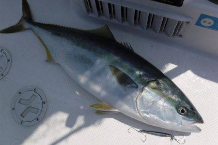 BlueNote Fishing Taxi 釣果