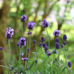 小菅トラウトガーデン 釣果