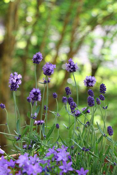 小菅トラウトガーデン 釣果