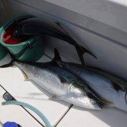 BlueNote Fishing Taxi 釣果