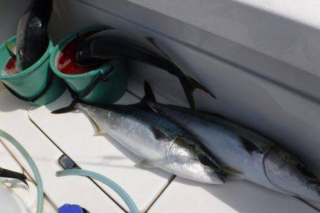 BlueNote Fishing Taxi 釣果