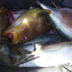 遊漁船 新鋭丸 釣果