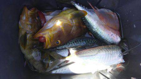 遊漁船 新鋭丸 釣果