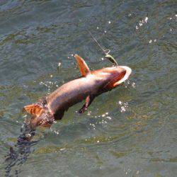 小菅トラウトガーデン 釣果