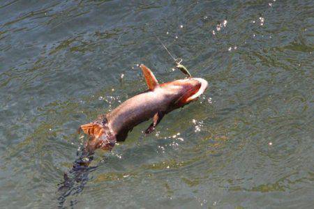 小菅トラウトガーデン 釣果