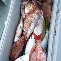 遊漁船ブルーウッズ 釣果