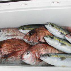 大進丸（新潟） 釣果