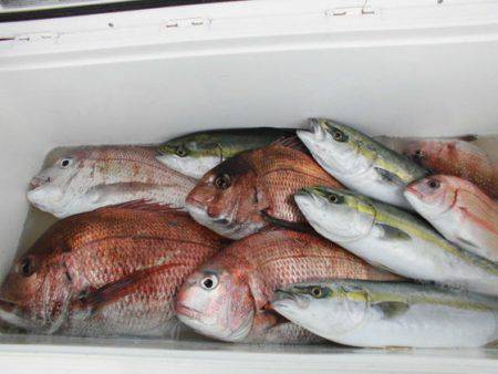 大進丸（新潟） 釣果