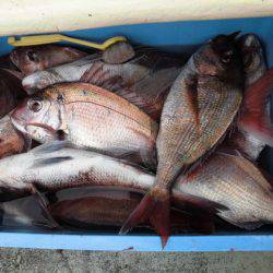 大進丸（新潟） 釣果