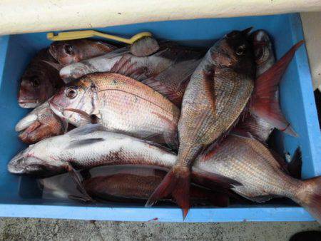 大進丸（新潟） 釣果