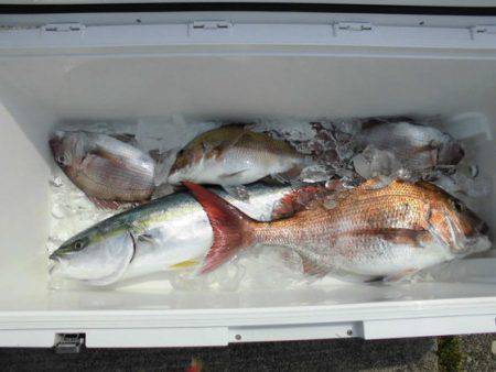 大進丸(新潟) 釣果