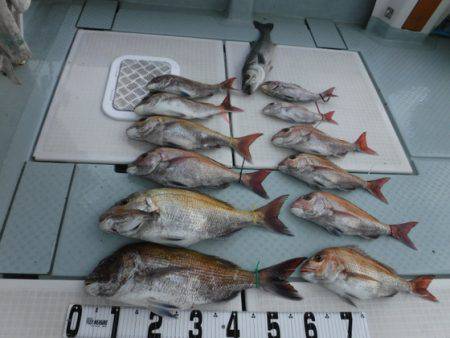 遊漁船 幸友丸 釣果