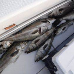 BlueNote Fishing Taxi 釣果