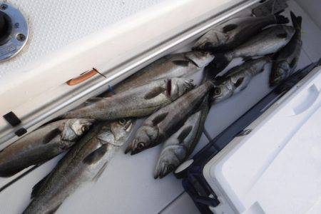 BlueNote Fishing Taxi 釣果