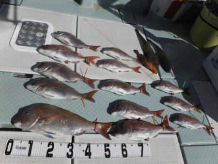 遊漁船 幸友丸 釣果