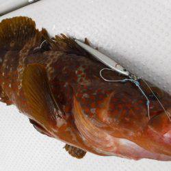 BlueNote Fishing Taxi 釣果