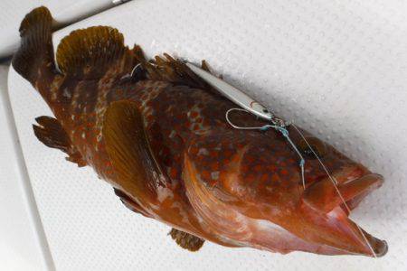 BlueNote Fishing Taxi 釣果