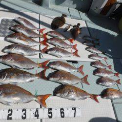 遊漁船 幸友丸 釣果