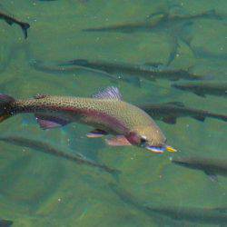 小菅トラウトガーデン 釣果