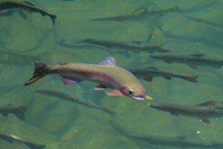 小菅トラウトガーデン 釣果