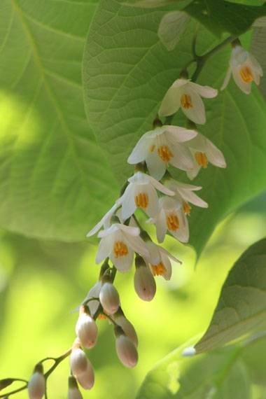 小菅トラウトガーデン 釣果