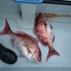 遊漁船ブルーウッズ 釣果