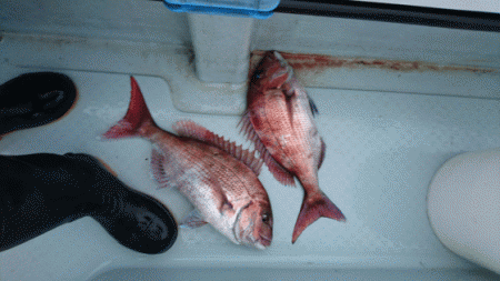 遊漁船ブルーウッズ 釣果