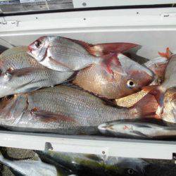 大進丸(新潟) 釣果