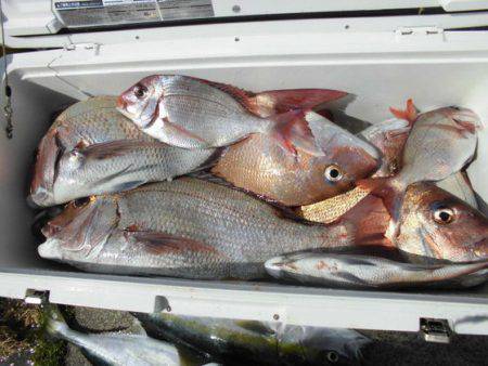 大進丸（新潟） 釣果