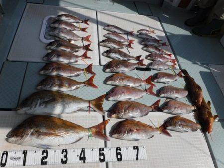 遊漁船 幸友丸 釣果