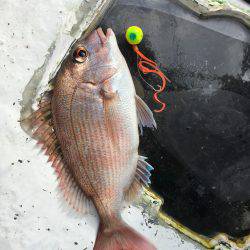 オーシャンズ 釣果