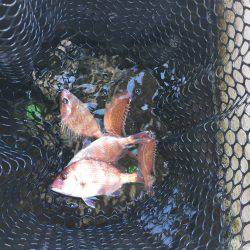 オーシャンズ 釣果