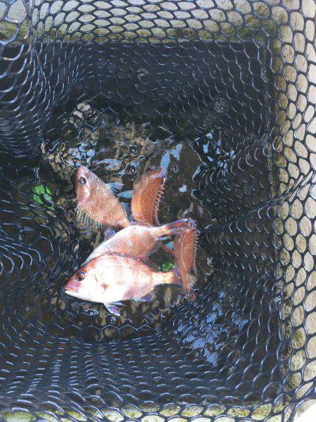 オーシャンズ 釣果