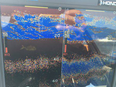 オーシャンズ 釣果