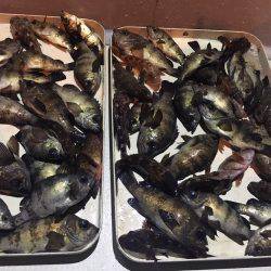 オーシャンズ 釣果