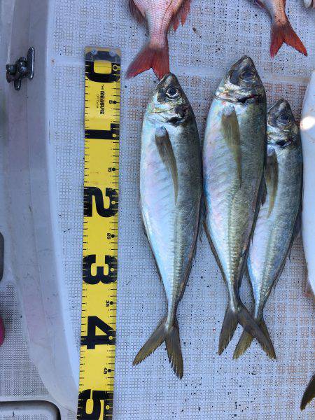 オーシャンズ 釣果