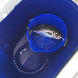 オーシャンズ 釣果