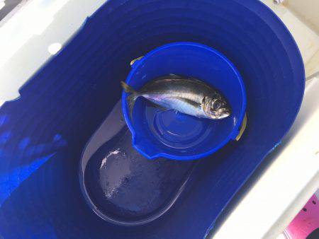 オーシャンズ 釣果