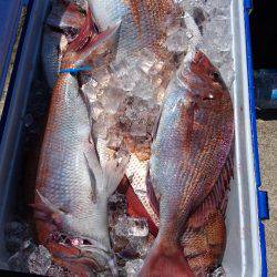 遊漁船ブルーウッズ 釣果