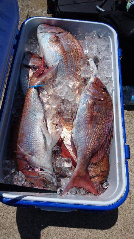 遊漁船ブルーウッズ 釣果