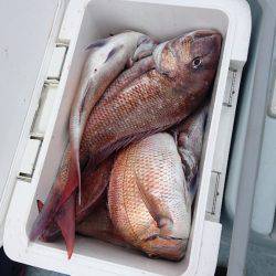 遊漁船ブルーウッズ 釣果