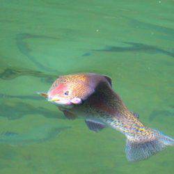 小菅トラウトガーデン 釣果