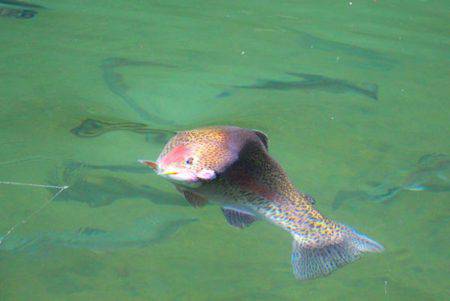 小菅トラウトガーデン 釣果